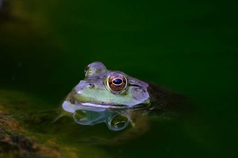 Eat That Frog: Time Management and Productivity Technique